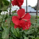 unsplash_ofQaH1ORB8E_red doubled layer hibiscus .jpg.webp