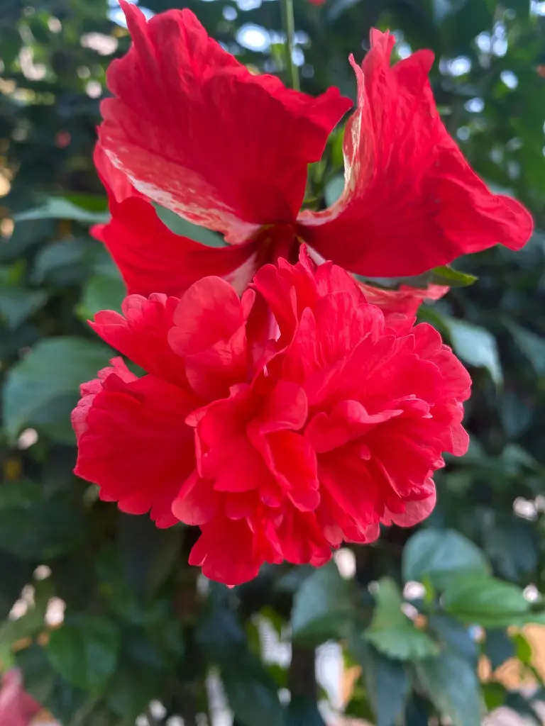 unsplash_KWlwhT1I8HE_red doubled layer hibiscus .webp