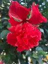 unsplash_KWlwhT1I8HE_red doubled layer hibiscus .webp
