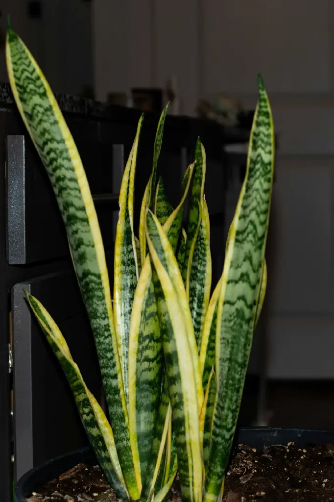 unsplash_ZSdqbzJzgc8_Snake plant.jpg.jpg.webp