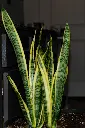 unsplash_ZSdqbzJzgc8_Snake plant.jpg.jpg.webp