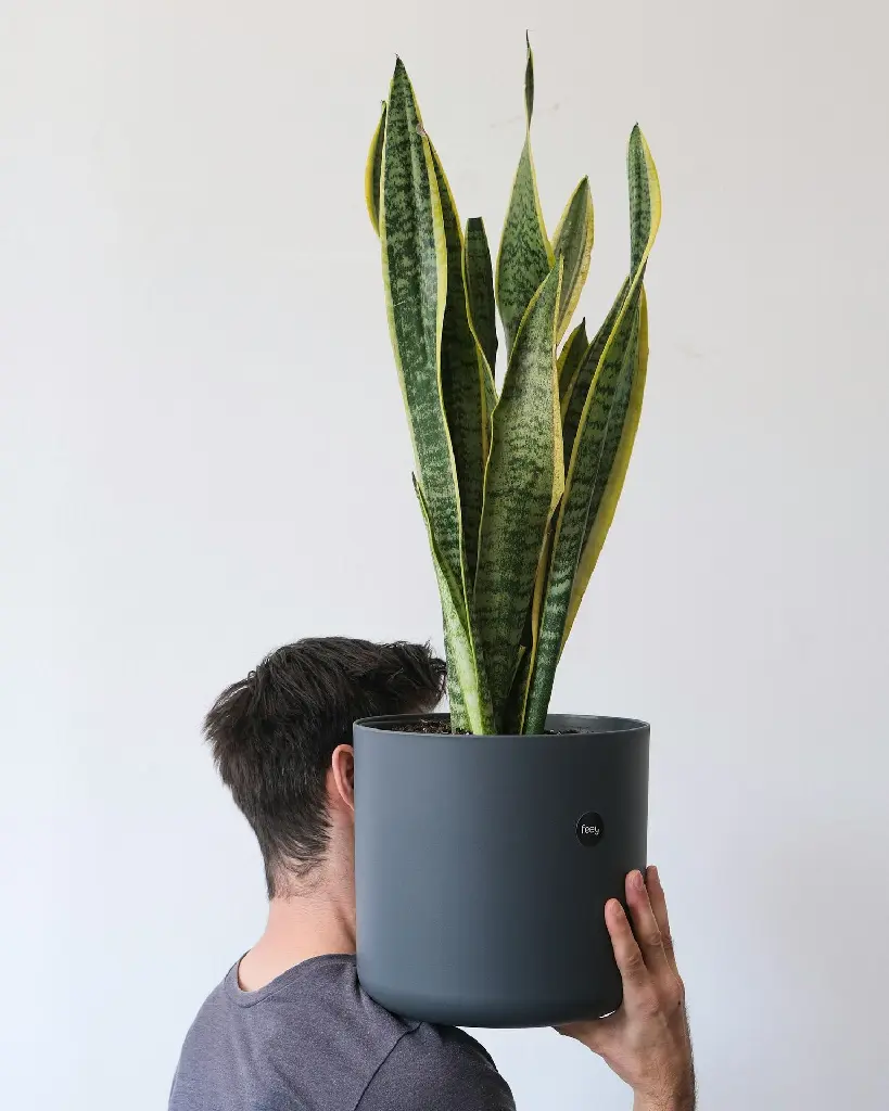 unsplash_sjdFpZkcX7g_Snake plant.jpg.webp