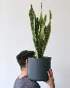 unsplash_sjdFpZkcX7g_Snake plant.jpg.webp