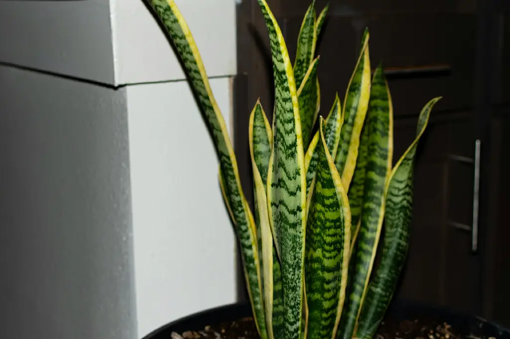 unsplash_p3UzTLVujvw_Snake plant.webp