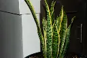 unsplash_p3UzTLVujvw_Snake plant.webp