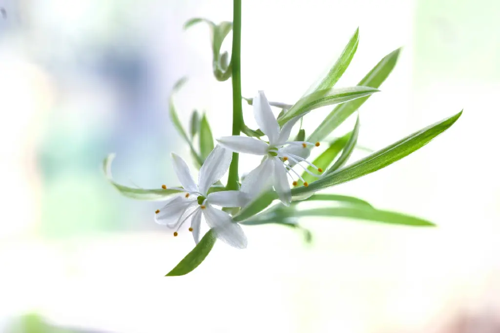 unsplash_4NkJmvbLocU_Spider plant.jpg.jpg.jpg.webp