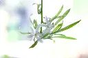 unsplash_4NkJmvbLocU_Spider plant.jpg.jpg.jpg.webp