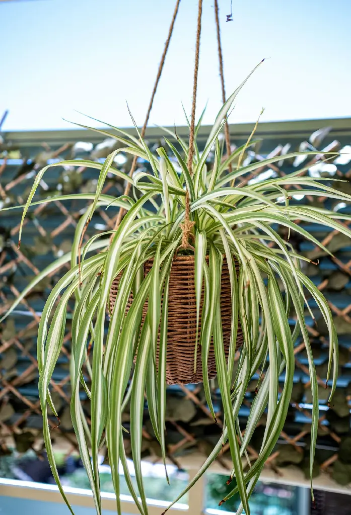 unsplash_tq_3G1WuLgs_Spider plant.jpg.jpg.webp