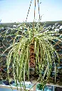 unsplash_tq_3G1WuLgs_Spider plant.jpg.jpg.webp