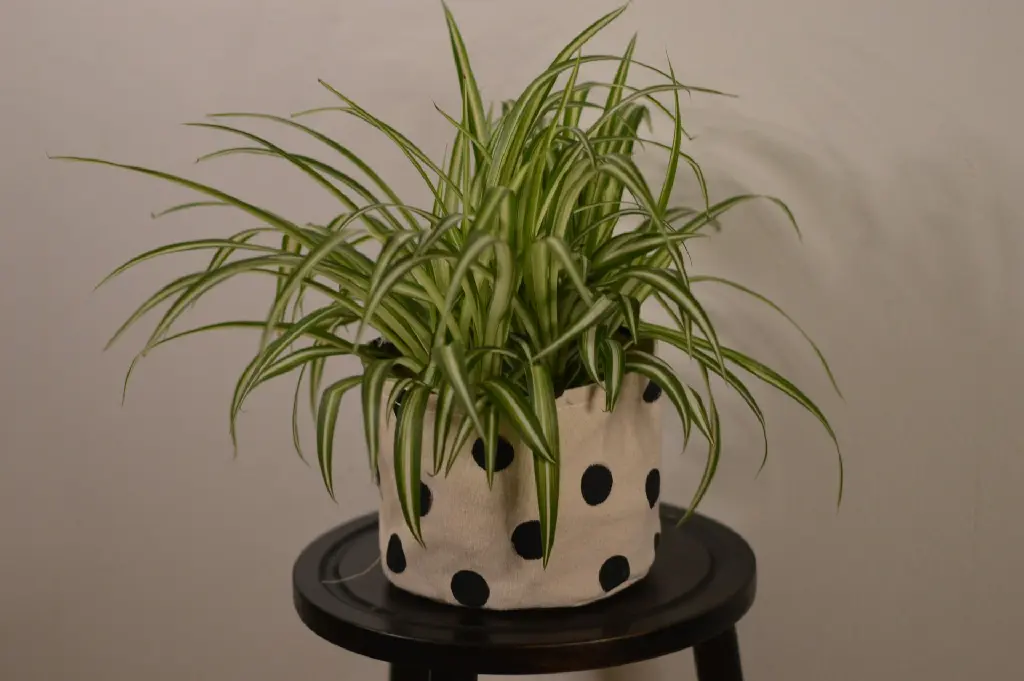 unsplash_7-6iniVCEvk_Spider plant.jpg.webp