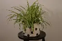 unsplash_7-6iniVCEvk_Spider plant.jpg.webp