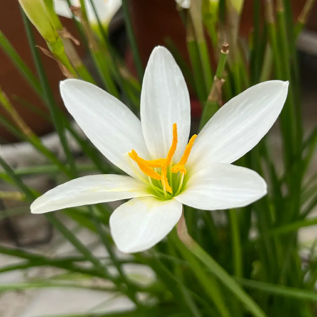 unsplash_1sBYb6bMsFo_rain lily.jpg.jpg.jpg.webp