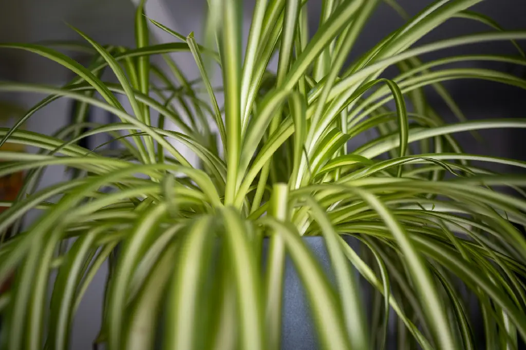 unsplash_lYA7lov0B_Q_Spider plant.webp