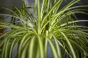 unsplash_lYA7lov0B_Q_Spider plant.webp