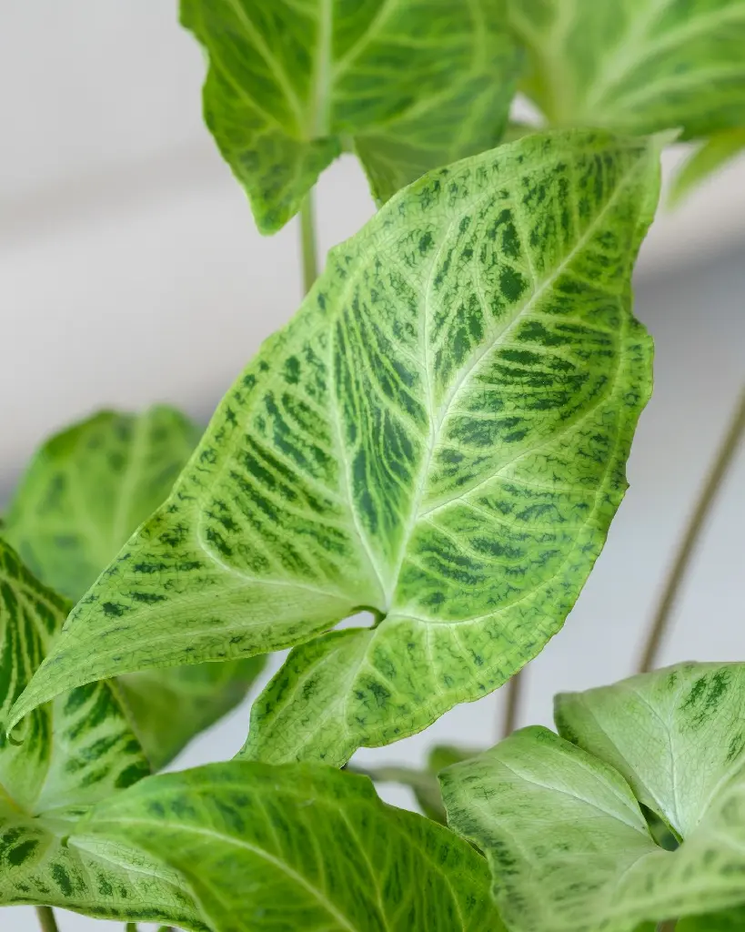 unsplash_87_hBFc5jl4_syngonium.jpg.jpg.webp