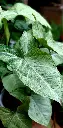 unsplash_KCiSp1lw-l0_syngonium.jpg.webp