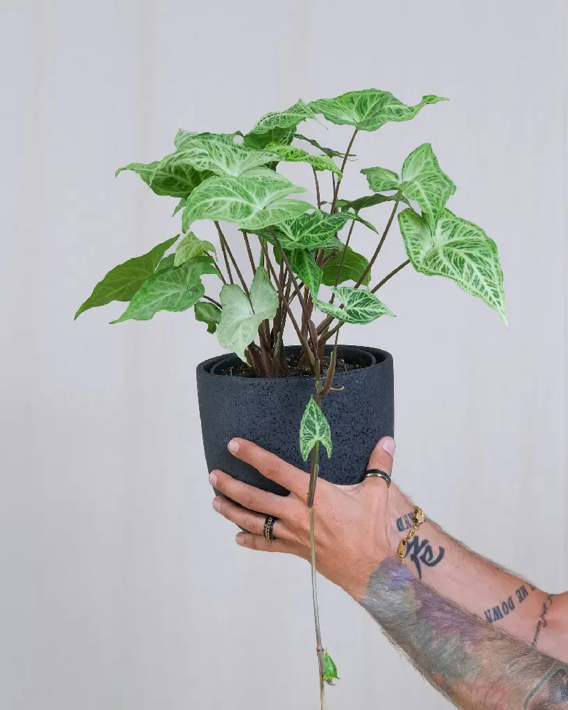 unsplash_p9iWL601vts_syngonium.webp