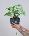 unsplash_p9iWL601vts_syngonium.webp