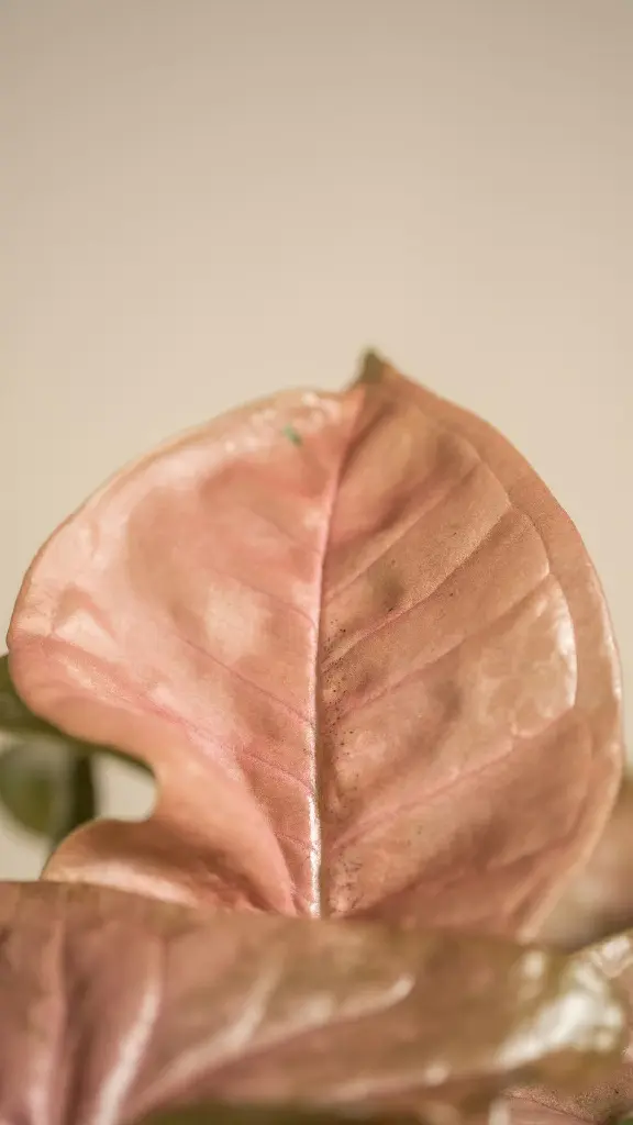 unsplash__nilLXMO_ao_Syngonium Pink.jpg.jpg.jpg.jpg.webp