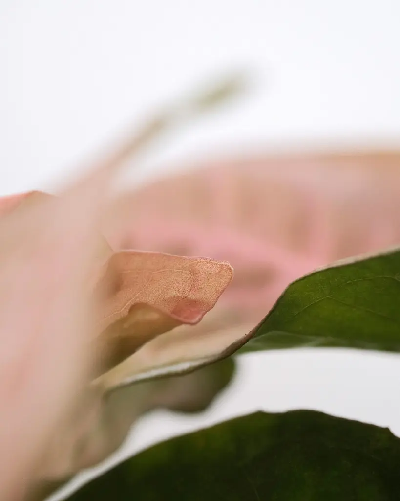 unsplash_Nvc9q-6BXtw_Syngonium Pink.jpg.jpg.jpg.webp