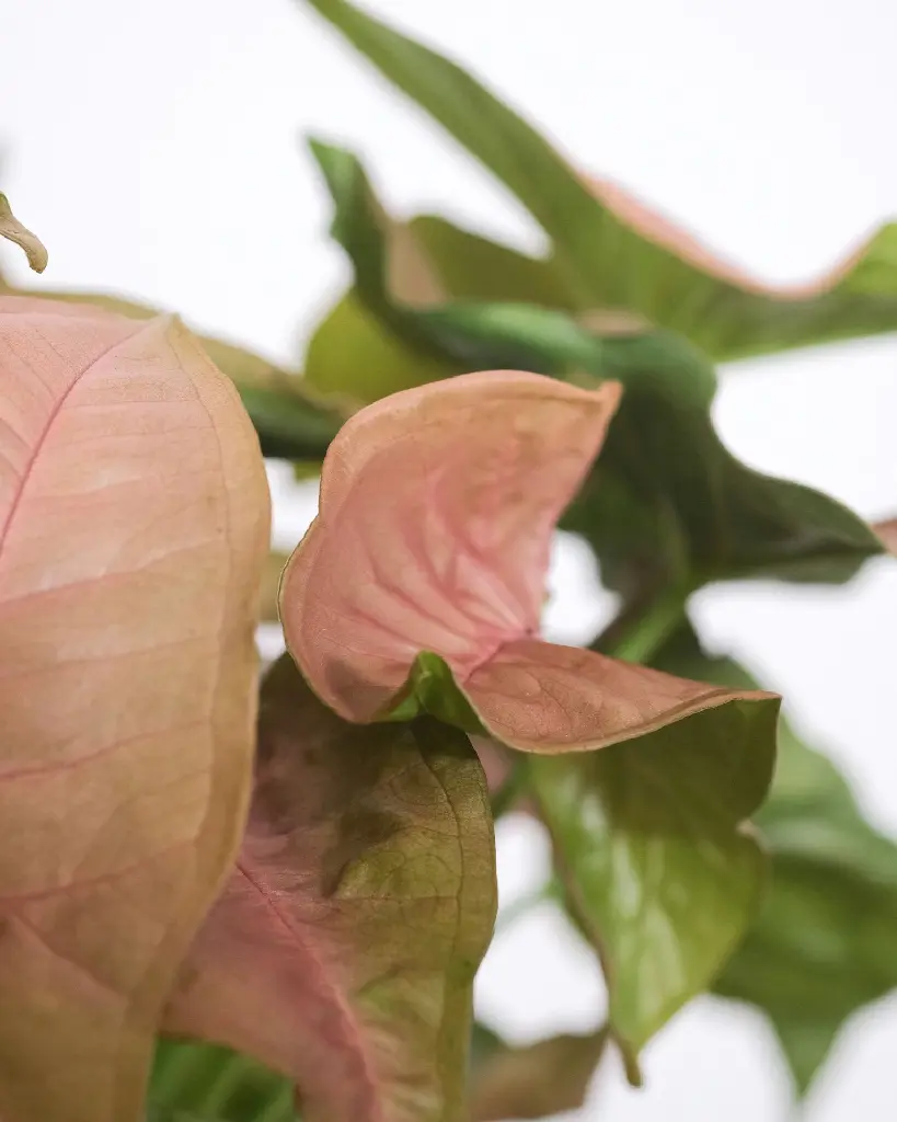 unsplash_B5bC_C7jwJ0_Syngonium Pink.jpg.jpg.webp