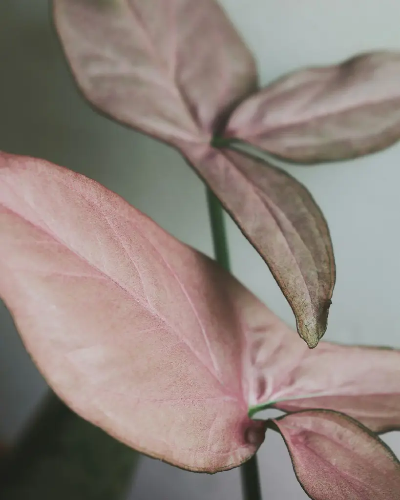 unsplash_z0J4sB2QLDU_Syngonium Pink.jpg.webp