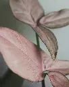 unsplash_z0J4sB2QLDU_Syngonium Pink.jpg.webp
