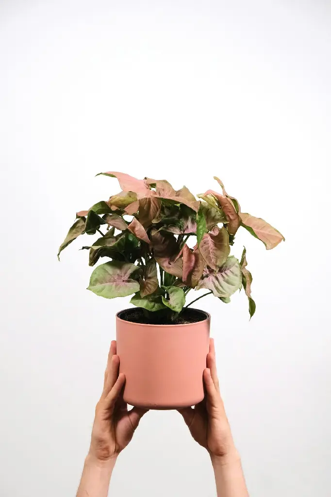 unsplash_GODRHPhws2c_Syngonium Pink.webp