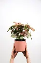 unsplash_GODRHPhws2c_Syngonium Pink.webp