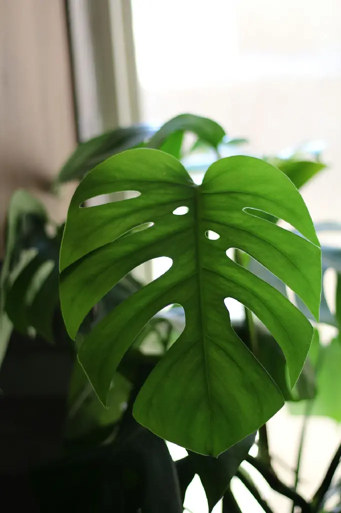 unsplash_aYVY1iOep2Q_Monstera Broken Heart Plant Sapling.jpg.jpg.jpg.webp