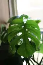 unsplash_aYVY1iOep2Q_Monstera Broken Heart Plant Sapling.jpg.jpg.jpg.webp