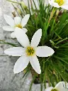 unsplash_p976r28SYQE_rain lily.jpg.jpg.webp