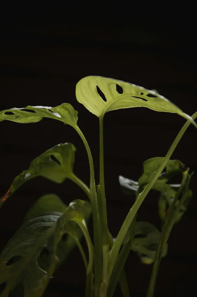unsplash_KY2MjgVFwBs_Monstera Broken Heart Plant Sapling.jpg.webp