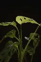 unsplash_KY2MjgVFwBs_Monstera Broken Heart Plant Sapling.jpg.webp