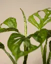 unsplash_ZIAJc-wNUDo_Monstera Broken Heart Plant Sapling.webp