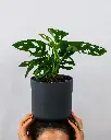 unsplash_R0d0JHaBR1g_Monstera Broken Heart Plant Sapling.webp