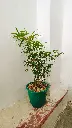 unsplash_wAwnmrZdln4_Lucky bamboo plant.jpg.jpg.jpg.jpg.jpg.webp