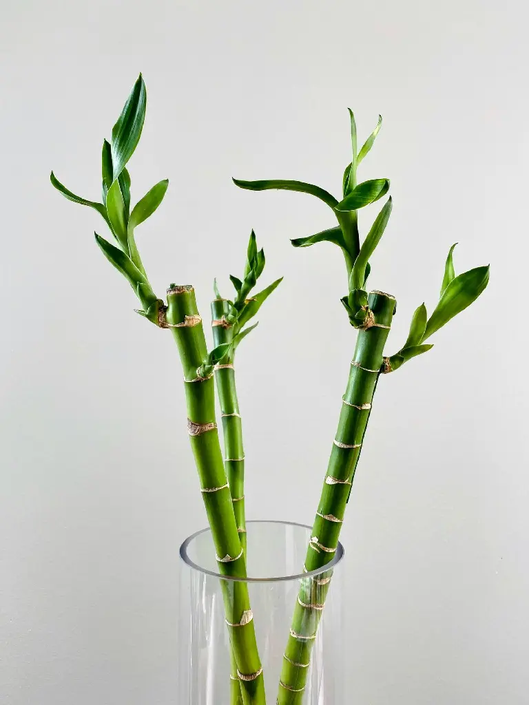 unsplash_Dd9qjIpqtzg_Lucky bamboo plant.jpg.jpg.jpg.jpg.webp