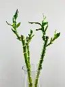 unsplash_Dd9qjIpqtzg_Lucky bamboo plant.jpg.jpg.jpg.jpg.webp