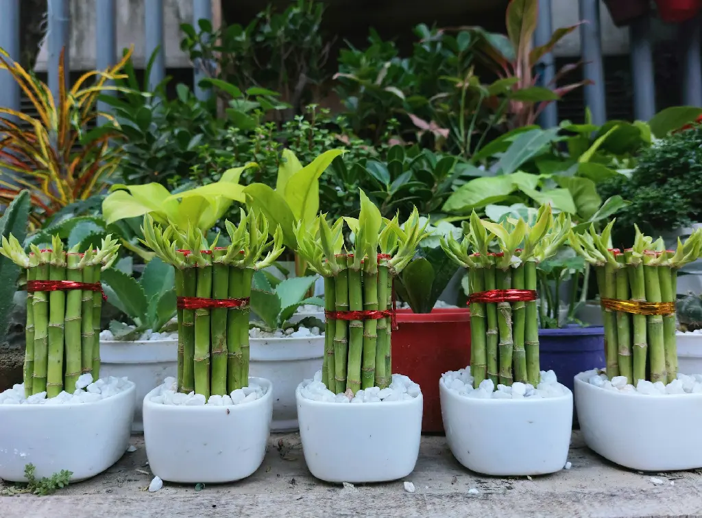 unsplash_P4ItEG1GSPc_Lucky bamboo plant.jpg.jpg.jpg.webp