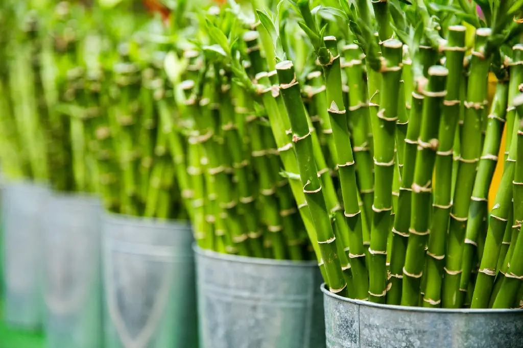 unsplash_3H9MwhuifgY_Lucky bamboo plant.jpg.jpg.webp