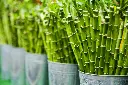 unsplash_3H9MwhuifgY_Lucky bamboo plant.jpg.jpg.webp