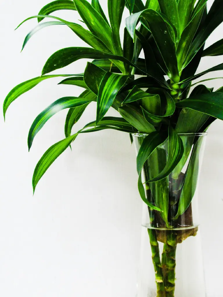 unsplash_l8Ex3iH3LAM_Lucky bamboo plant.jpg.webp