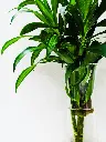 unsplash_l8Ex3iH3LAM_Lucky bamboo plant.jpg.webp
