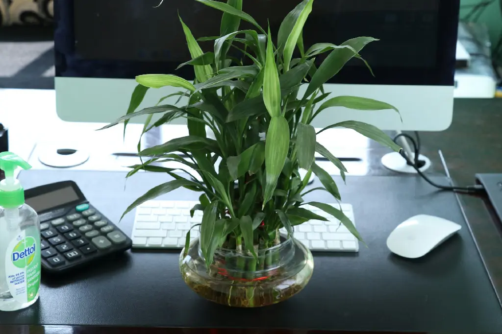 unsplash_FmVXuBjn1ug_Lucky bamboo plant.webp