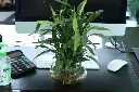 unsplash_FmVXuBjn1ug_Lucky bamboo plant.webp