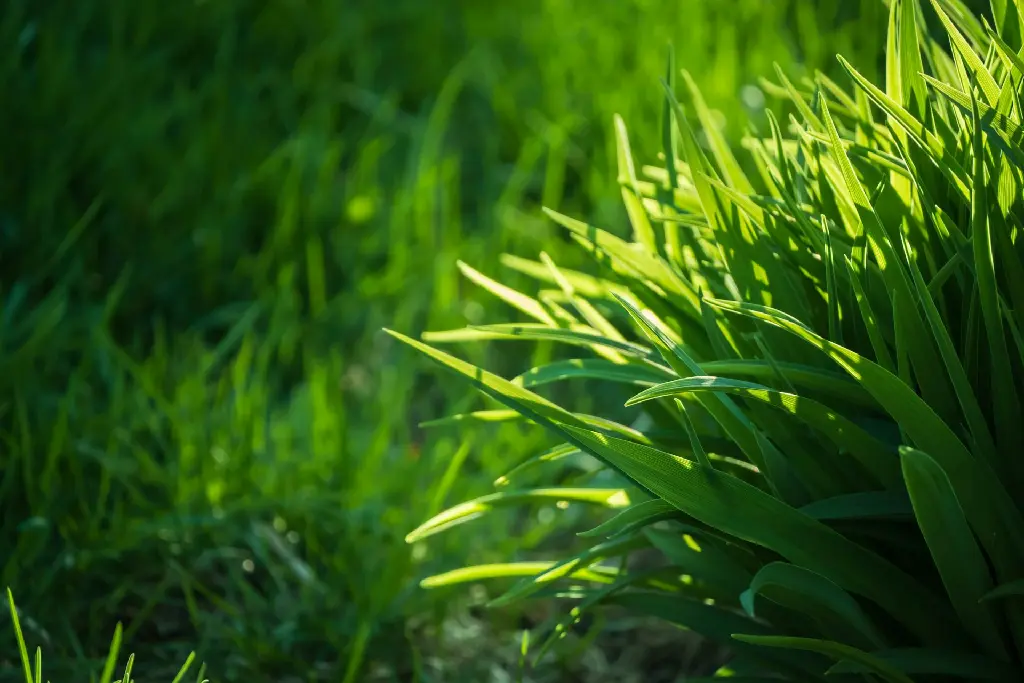 unsplash_0_bjiGBAOIk_Lemongrass Cymbopogon citratus.jpg.jpg.jpg.jpg.webp