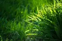 unsplash_0_bjiGBAOIk_Lemongrass Cymbopogon citratus.jpg.jpg.jpg.jpg.webp