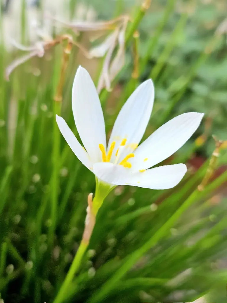 unsplash_ac_aOTlZqgc_White Rain Lily.webp