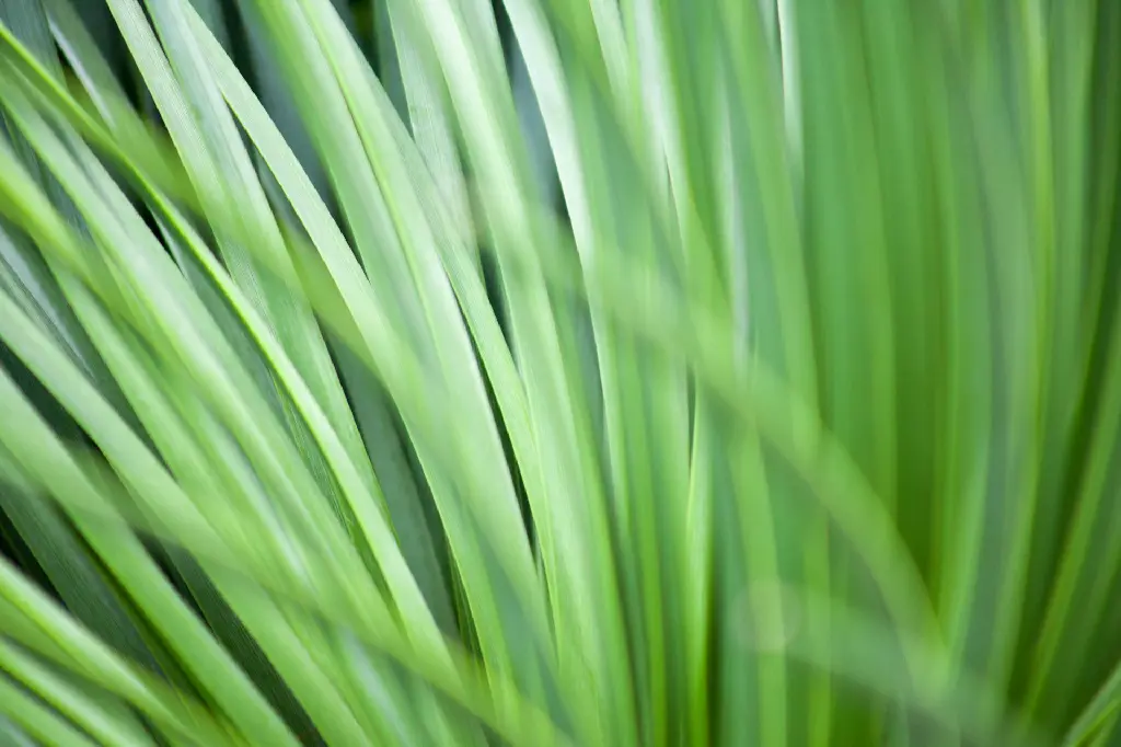 unsplash_P2aZetaMqmk_Lemongrass Cymbopogon citratus.jpg.jpg.jpg.webp